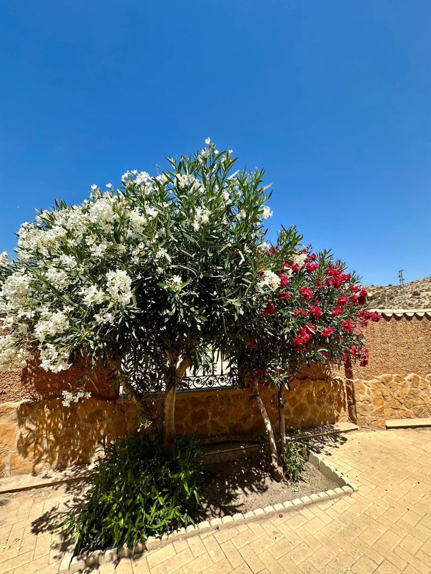 Casa Rural El Pomelo Zurgena Bagian luar foto